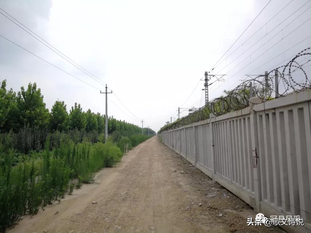 山东冠县精品苗木基地,冠县种植基地