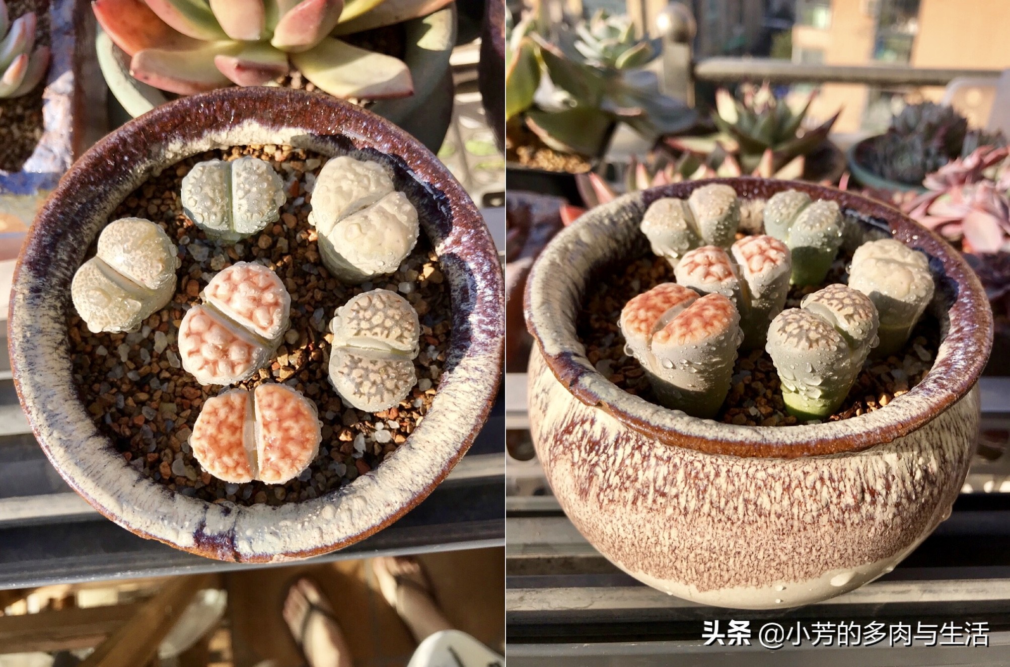 多肉生石花需要修根吗,多肉生石花怎么发根