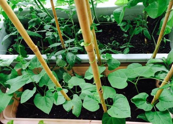 盆栽土如何处理,盆栽土表层全都是根怎么处理