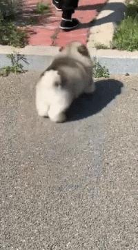 狗狗的宝宝,狗狗的宝宝日常