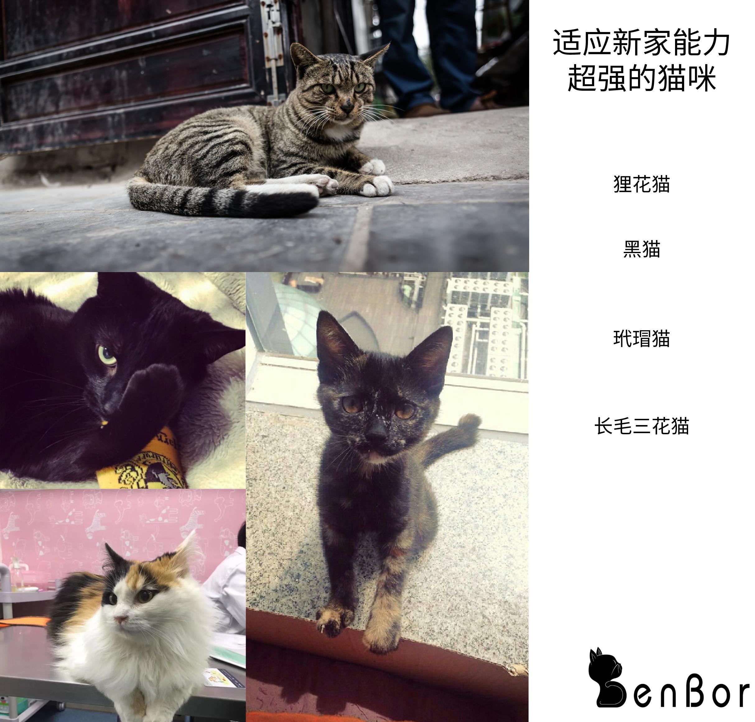 英短猫的颜色就能看出猫的性格,猫咪不同颜色猫爪分辨猫咪的性格