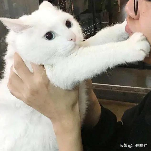 不要随便亲猫的后果,强行亲猫