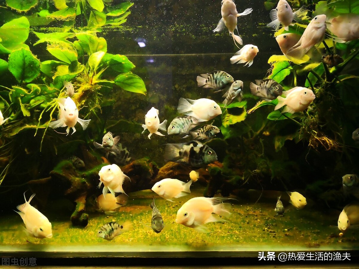 迷你鹦鹉鱼养殖方法怎么养,迷你鹦鹉鱼和什么鱼同养