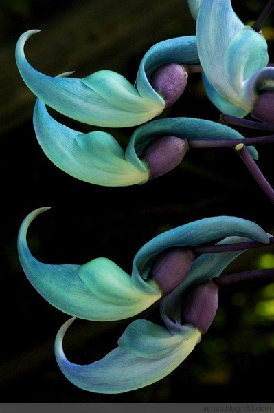 最好记的花名大全,很难得一见的花