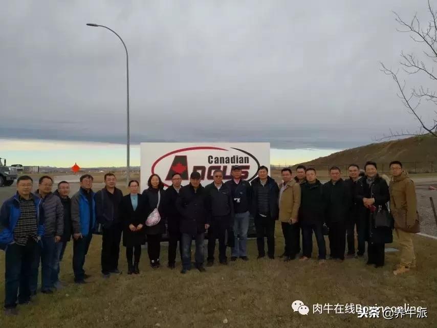 加拿大肉牛产业发展动态,加拿大肉牛发展