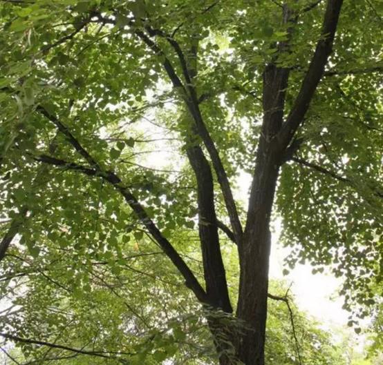 庭院常见的吉祥树,一