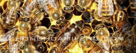 中蜂养殖技术管理方法,中蜂养殖技术小窍门