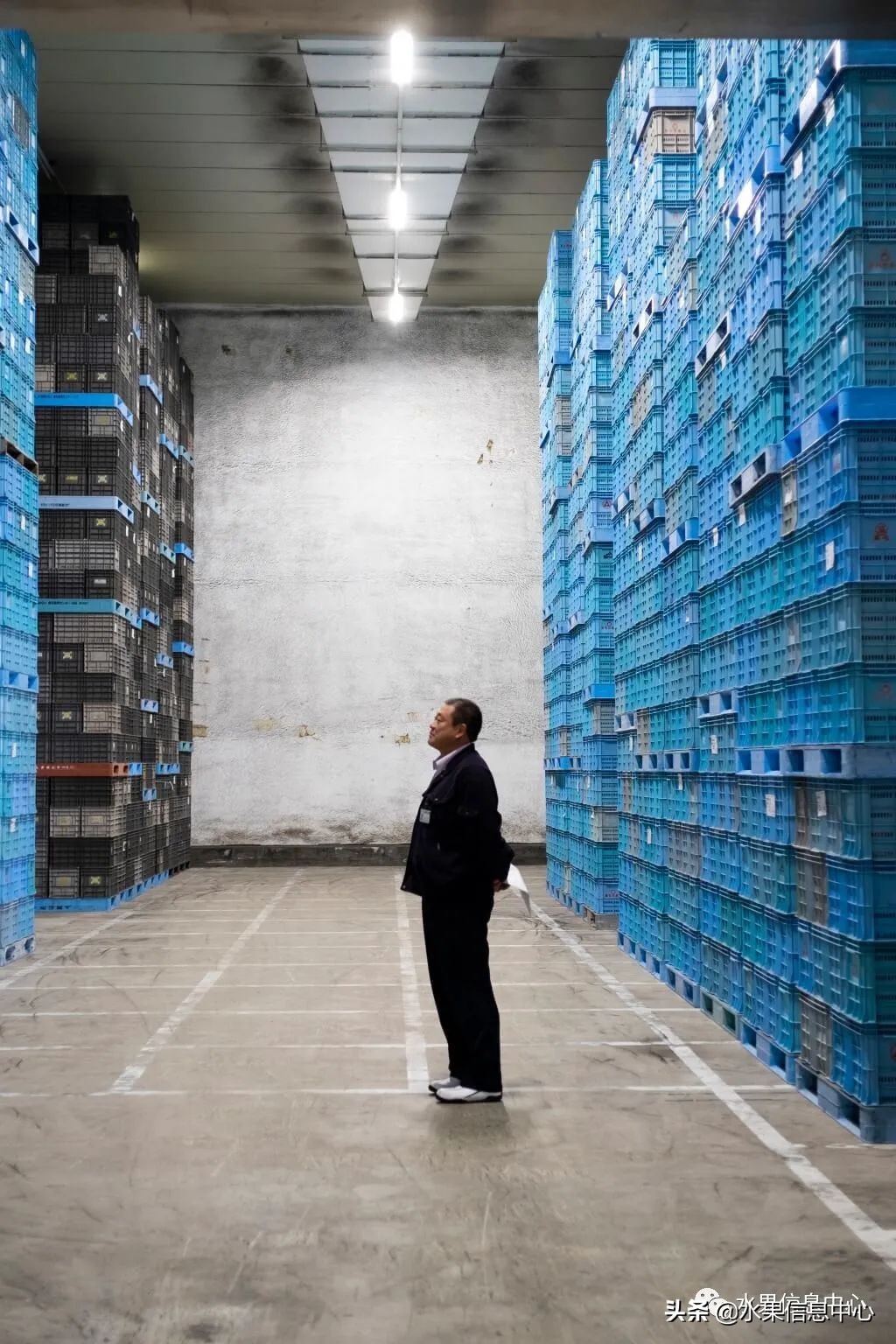 为什么日本苹果质量比中国的好,日本青森苹果种植