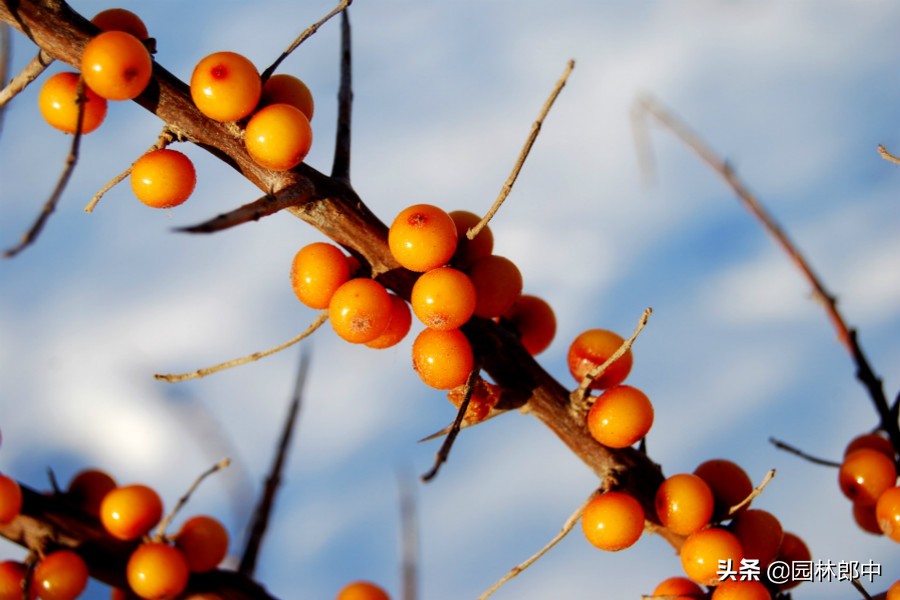 沙棘和火棘的功效有什么区别,火棘和沙棘果有什么区别