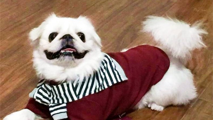 狗子夜里不睡觉咋办,狗子总是趴着想睡觉不愿起来玩