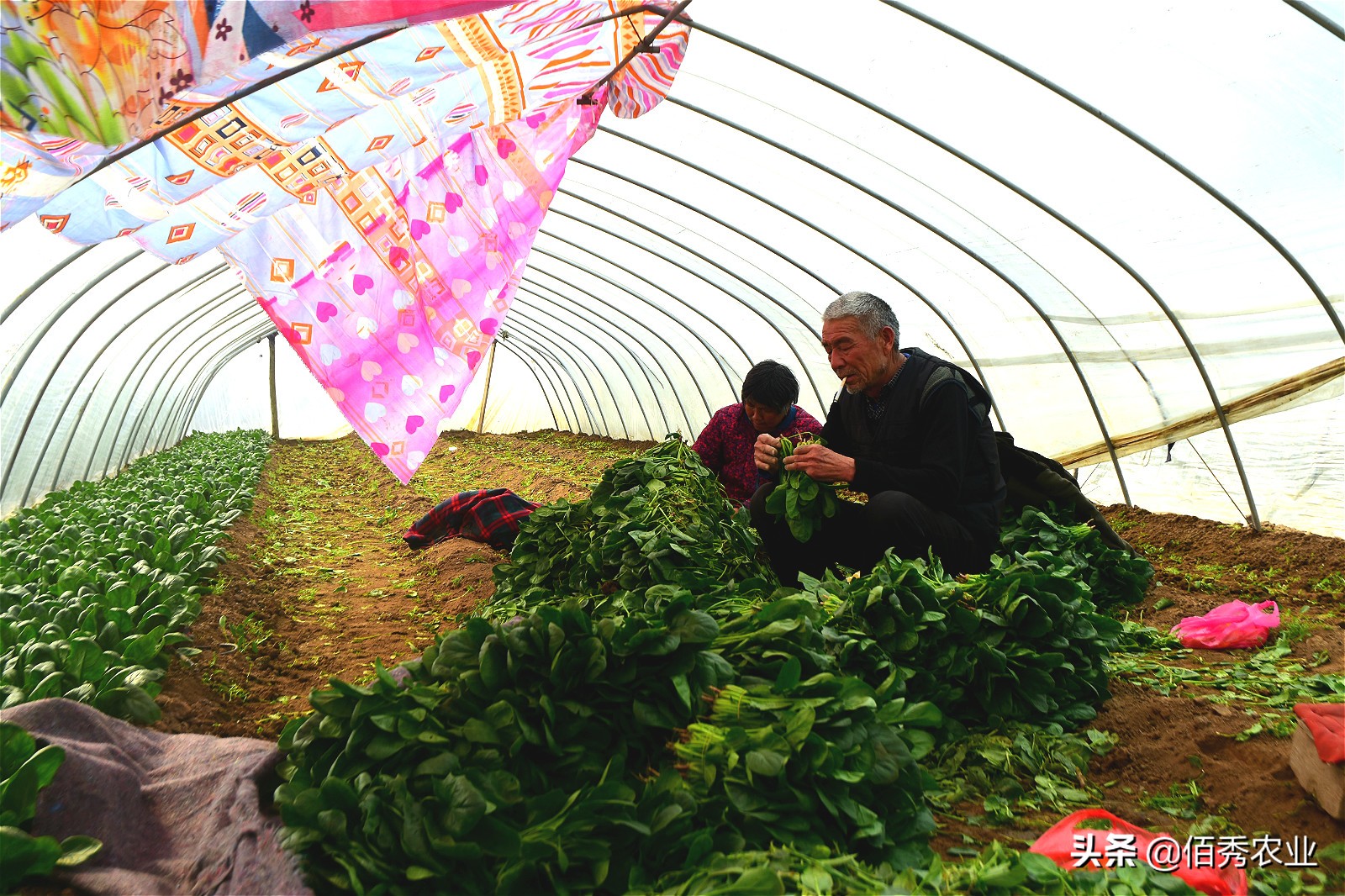 农村大爷挣几个钱,农村大爷靠种植致富