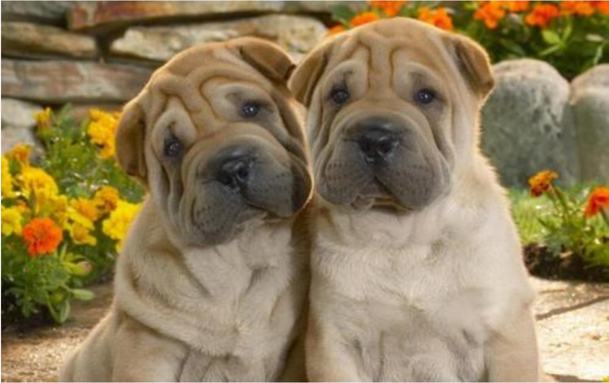 100种最难得一见的狗,10种最不常见的狗