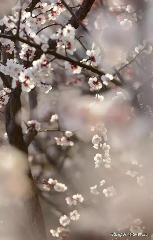 古诗词拨动了我的心弦,拨动我心弦古诗词