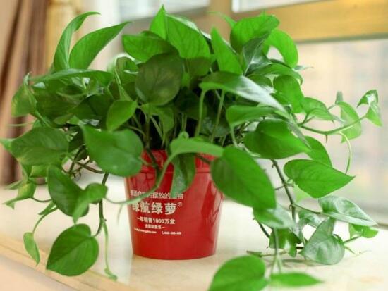 绿萝养殖方法和注意事项和技巧,绿萝的养殖方法和注意事项有什么