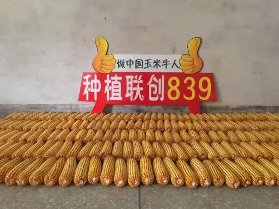 联创种业视频,联创种业小麦品种