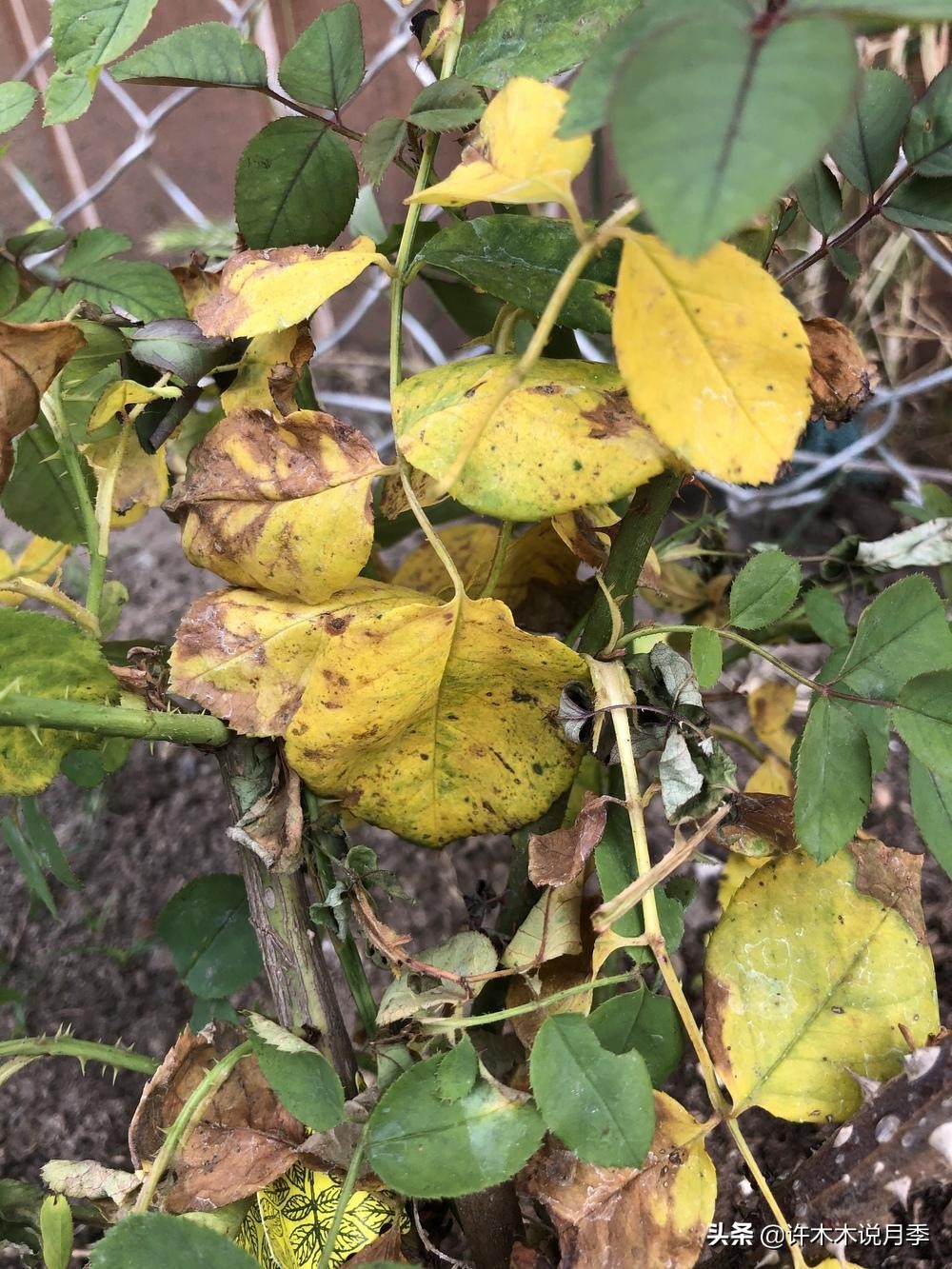 养月季不能忽视的10个问题，新手扫盲教程，快速入门月季养护