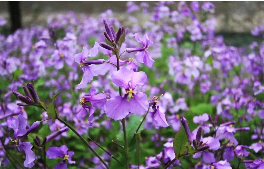 蓝紫色花系植物,蓝紫色系花境植物