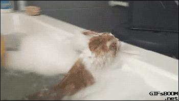 猫咪为什么讨厌洗脚呢,为什么猫咪讨厌水啊