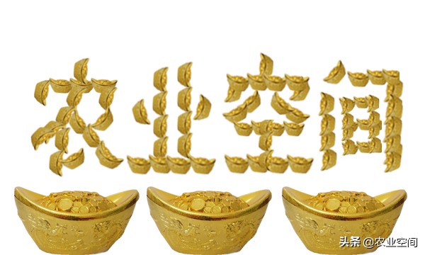 山鸡养殖新模式,养殖山鸡新技术