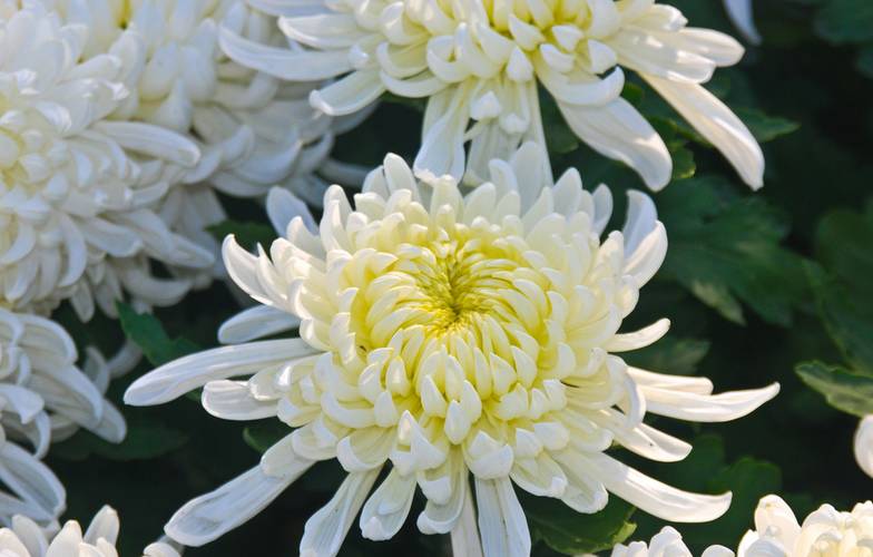 养花新手老养死花,献给那些总把花养死的人