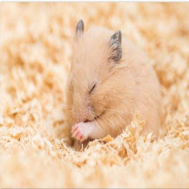 仓鼠冬眠的时候应该怎么养,冬天仓鼠怎么养才不会被冻死