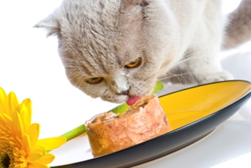 猫年龄大关节会出现问题吗,猫退行性关节炎