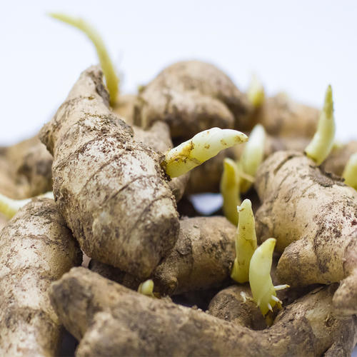 盆栽生姜的种植方法和时间,盆栽生姜的种植时间和方法