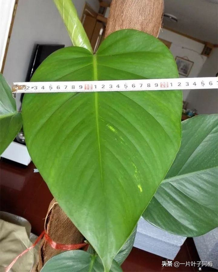 绿萝为什么叶子越来越小,绿萝为啥叶子越养越小