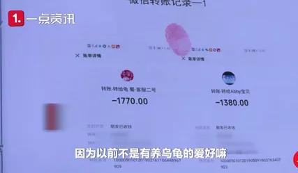 网购4只龟犯法吗,网上买乌龟犯法