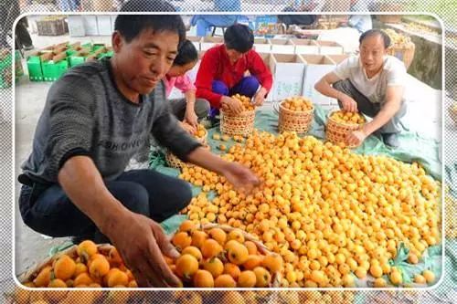 农村创业致富的好项目,农村创业有什么好门路