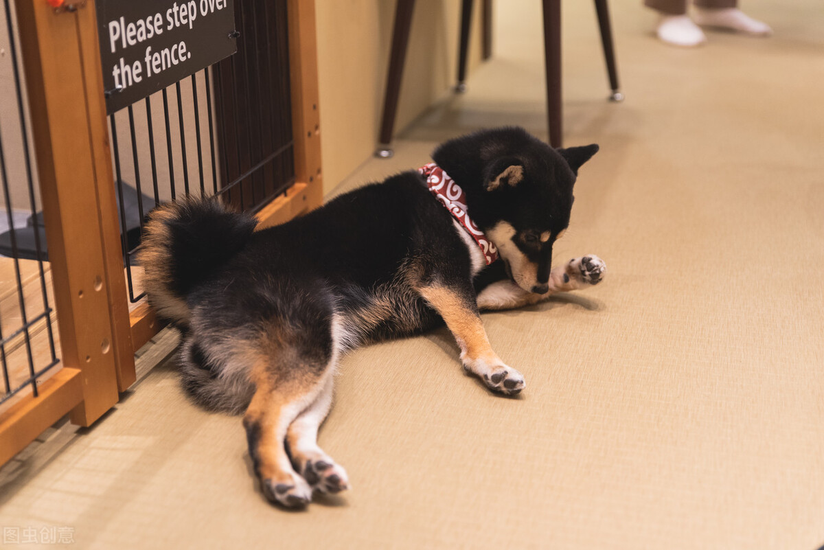 因表情包走红网络,网红柴犬表情包我只想拥有快乐