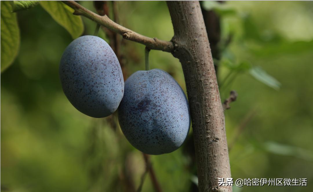 你好！我是一颗来自伊犁的西梅，这是我的名片