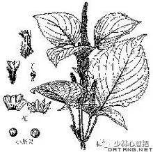 动物中药功效大全,中药药材大全及功效