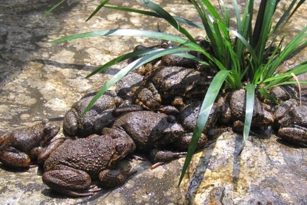 石蛙和人工饲养有什么区别,人工养殖石蛙用什么饲料