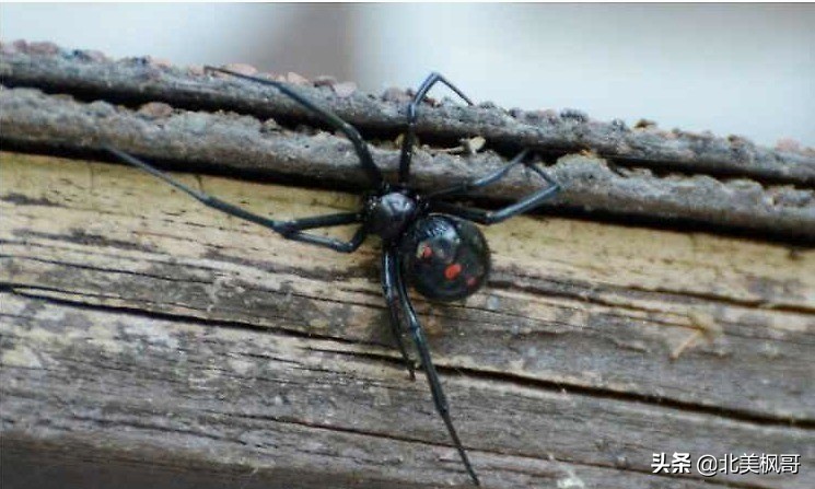 在加拿大最危险的五件事情,加拿大有什么危险动物或昆虫