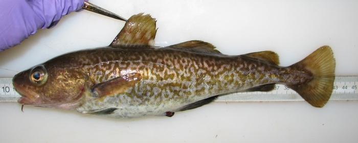 市场上买的鳕鱼是真鳕鱼吗,超市28块一斤的鳕鱼