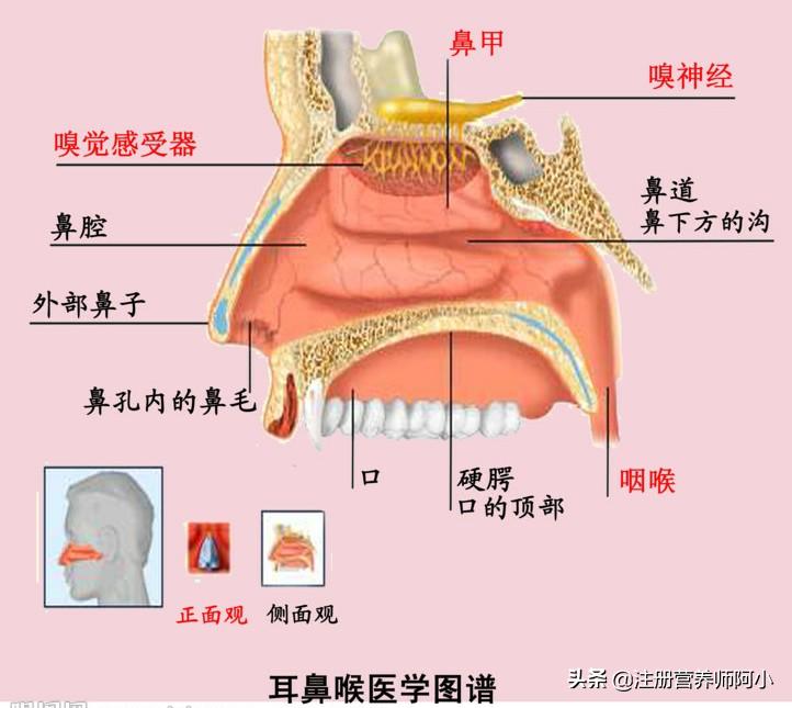 过敏性鼻炎儿童远离过敏源,孩子过敏性鼻炎如何彻底根治