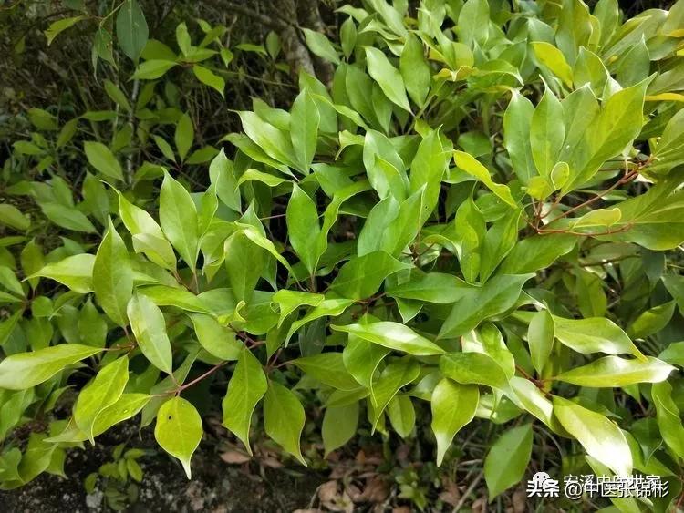 认识身边的中药材,认识中医寻找身边的中药