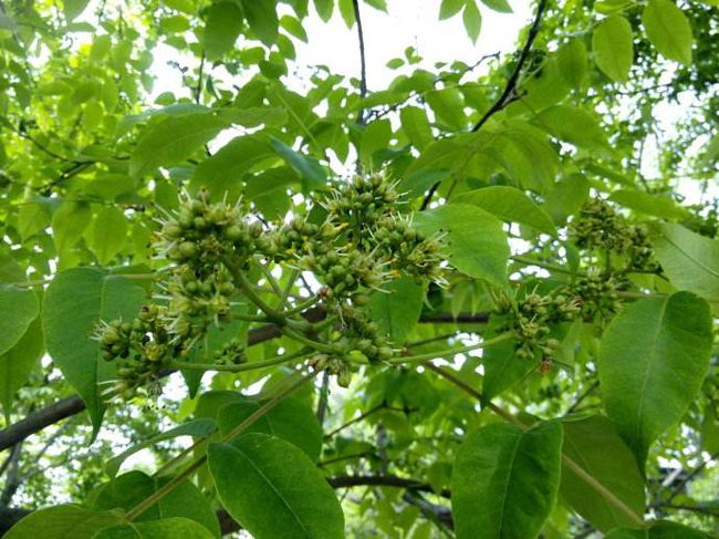 黄菠萝幼苗生长期,黄菠萝的种植方法和注意事项
