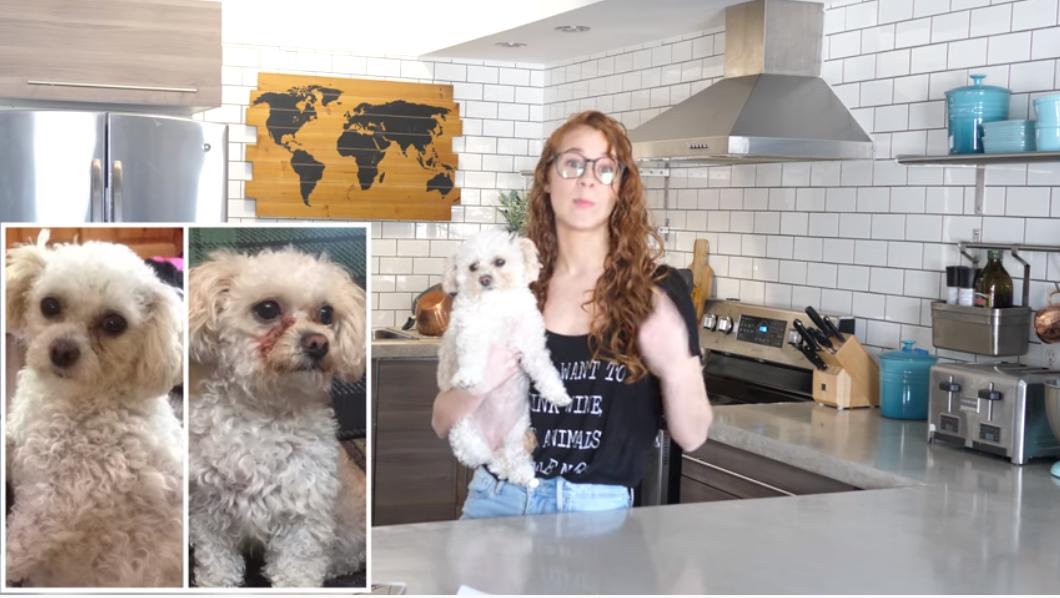 狗狗去泪痕自制狗粮,教自制狗狗鲜粮