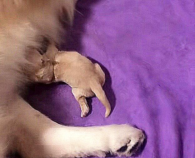 金毛产狗,金毛第一次产崽