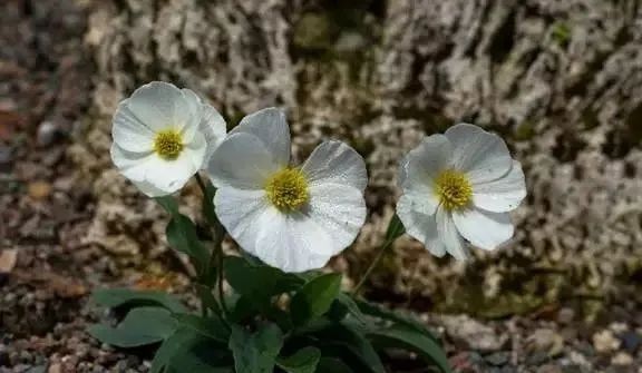 岩石花园景区,岩石园常用花卉