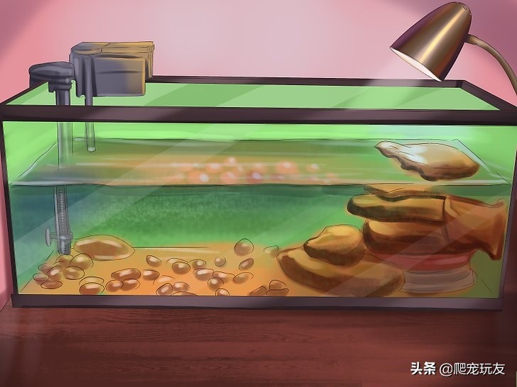 养水龟都需要准备什么,养水龟的正确方法和技巧