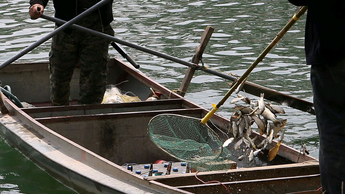 电鱼从什么时候禁止了,电鱼为什么是违法的