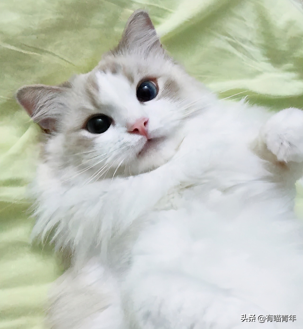 布偶猫身长四十厘米体重九斤,超级可爱的布偶猫有两万斤