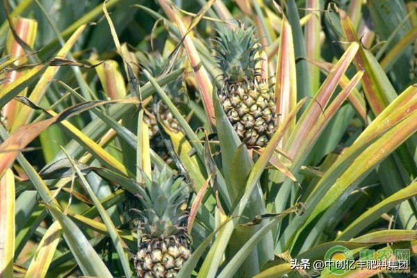菠萝高产种植方法,菠萝玉米种植方法
