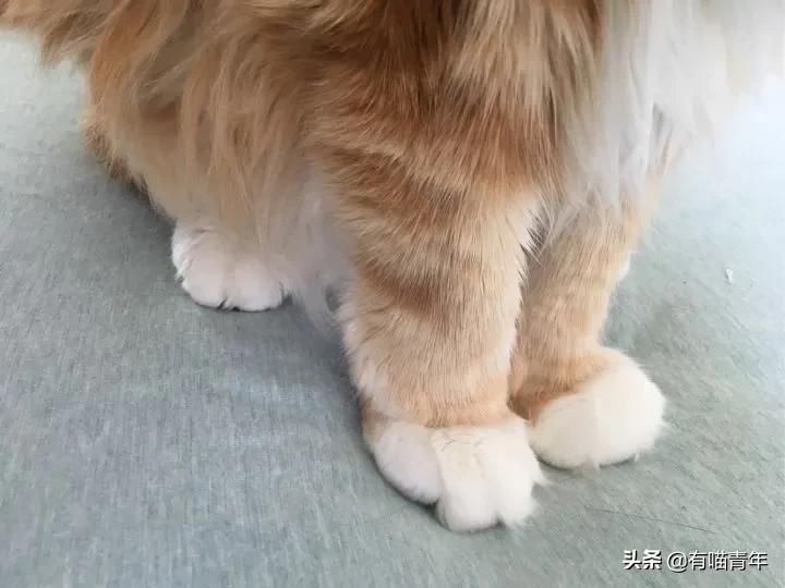 缅因猫看着很吓人但是很温柔,缅因猫真的有20万一只么