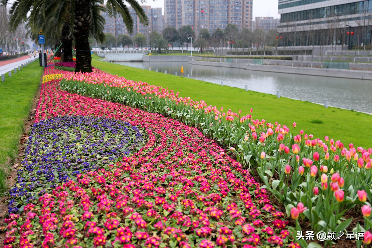 郁金香鲜花香味,郁金香鲜花诗情画意