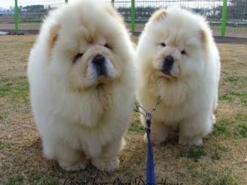 松狮犬大概是什么颜色的,松狮犬有几种毛色