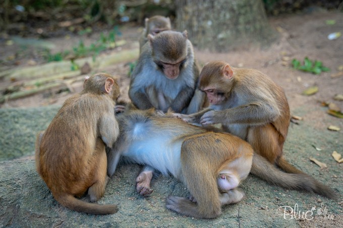 南湾岛猴王,海南南湾猴岛的猴王争夺战